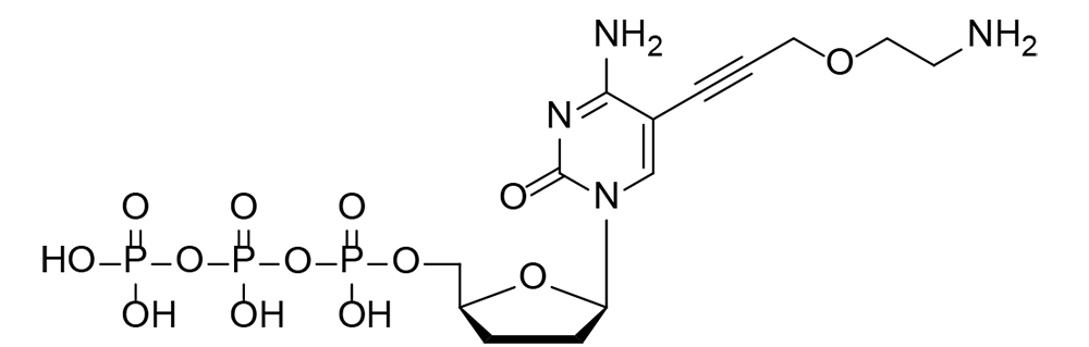 2-Aminoethoxypropargyl ddCTP（ddCTP-NH2）