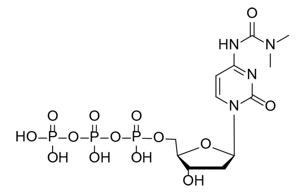 N4-(3,3-dimethylureido)-dCTP